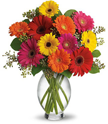 Gerbera Brights from Clifford's where roses are our specialty